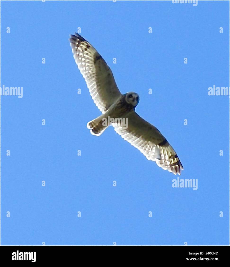 Short eared owl. - Smartphone Captured Stock Image