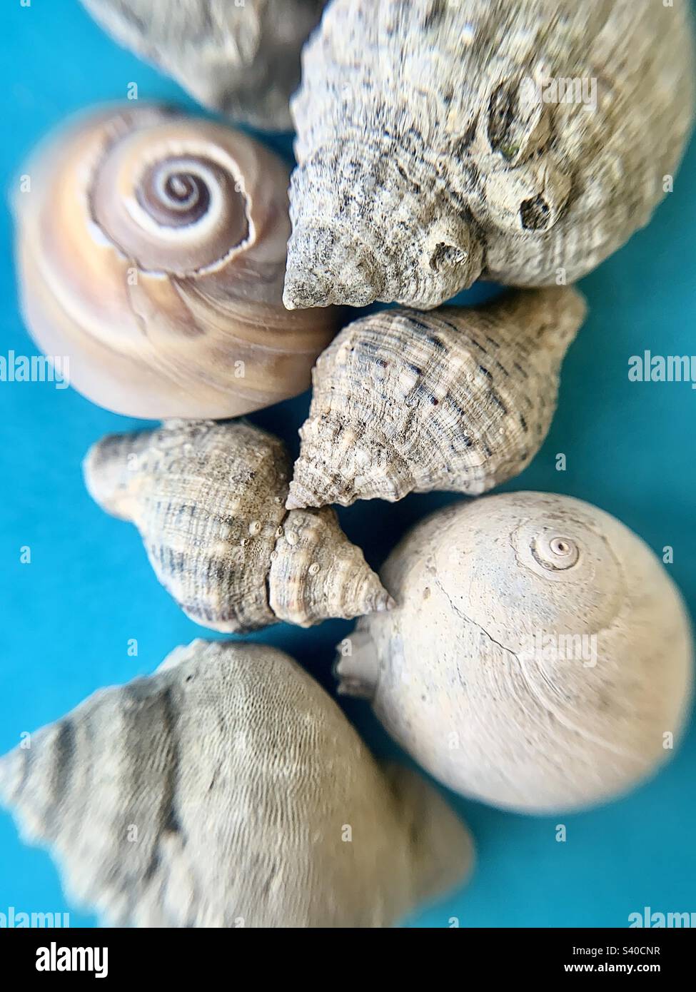Seashells - Smartphone Captured Stock Image