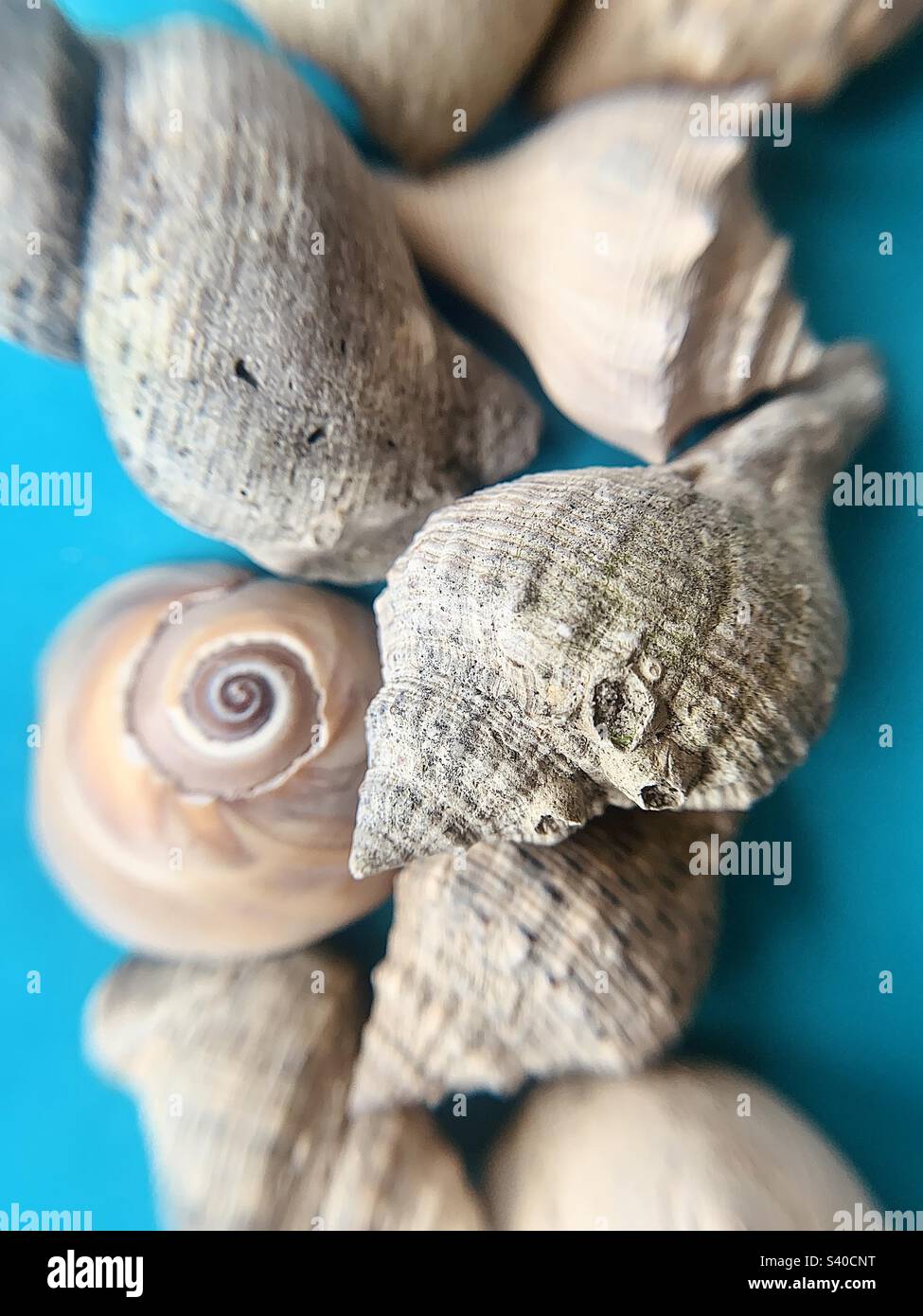 Seashells - Smartphone Captured Stock Image