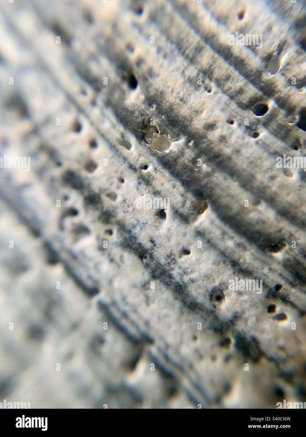 Seashell - Smartphone Captured Stock Image