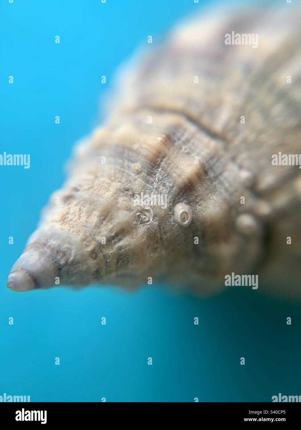 Seashell up close - Smartphone Captured Stock Image