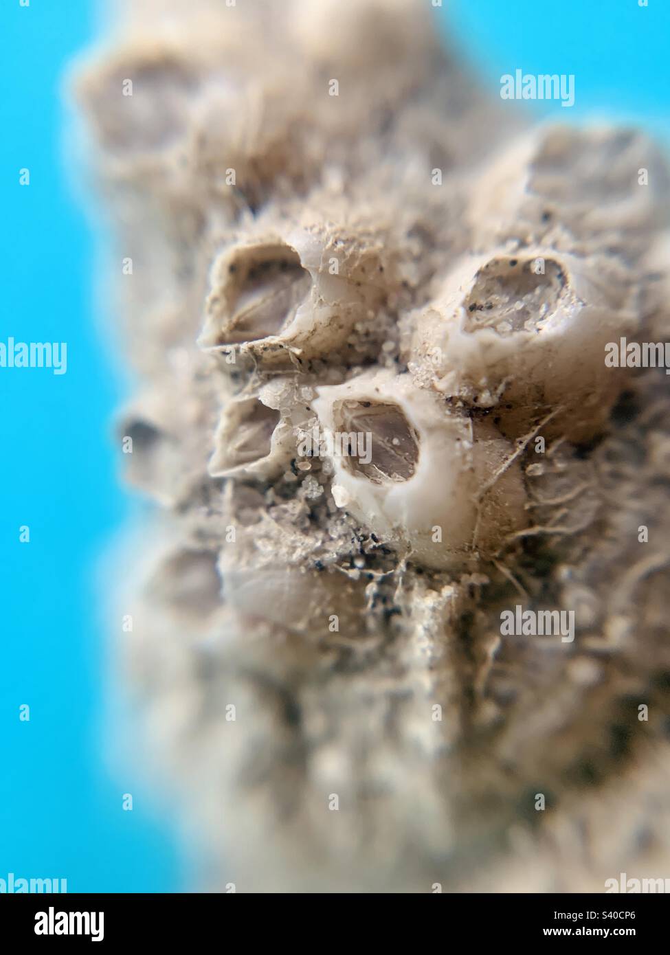 Close up details of a seashell - Smartphone Captured Stock Image