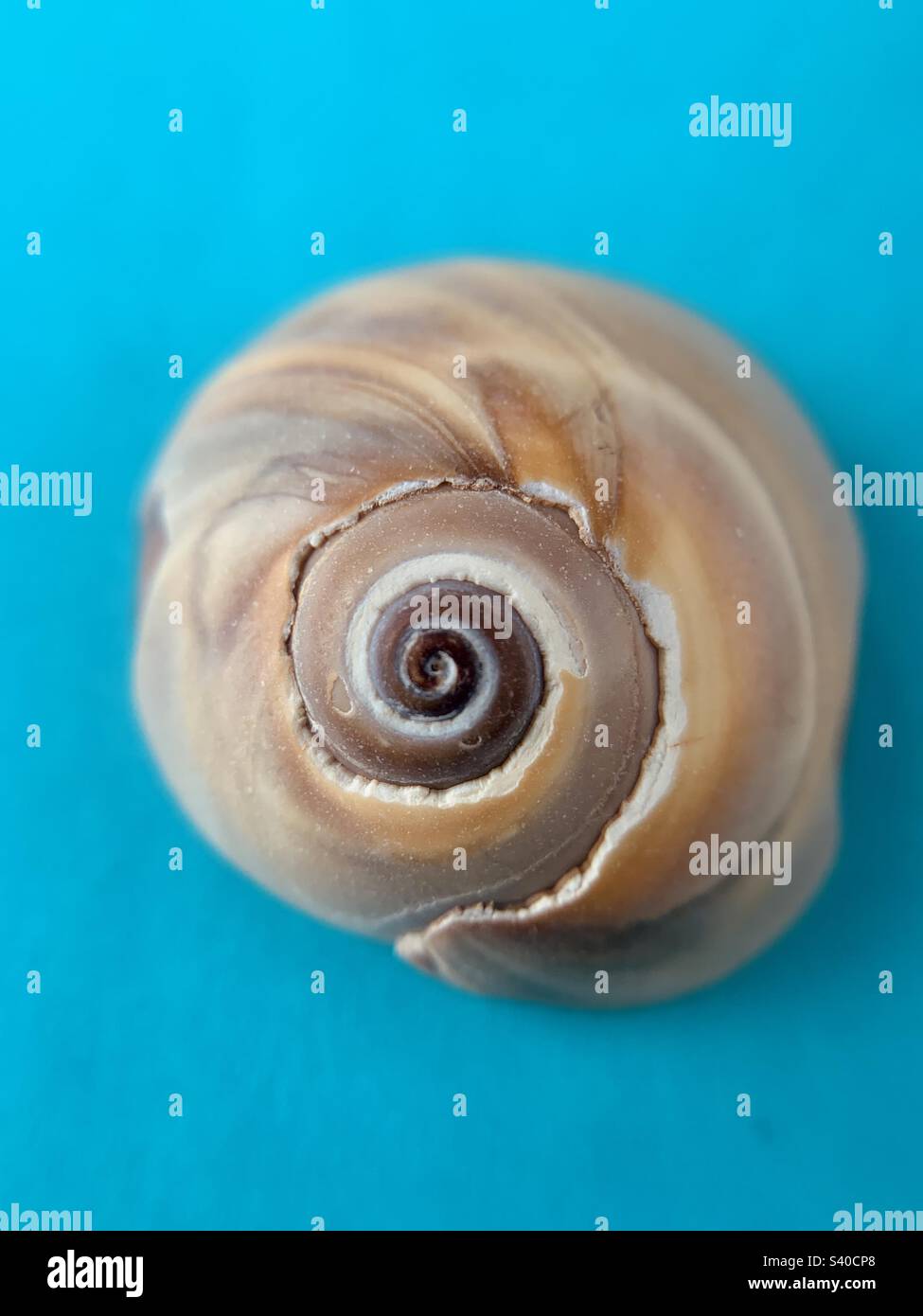 Spiral seashell - Smartphone Captured Stock Image