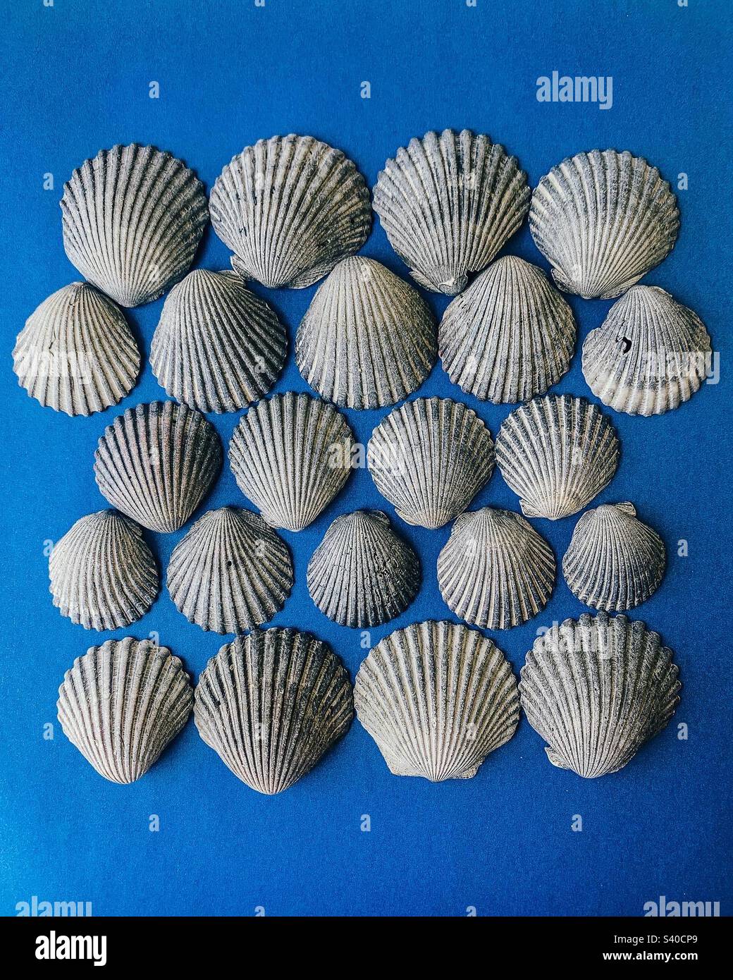 Grayish seashells on a blue background - Smartphone Captured Stock Image