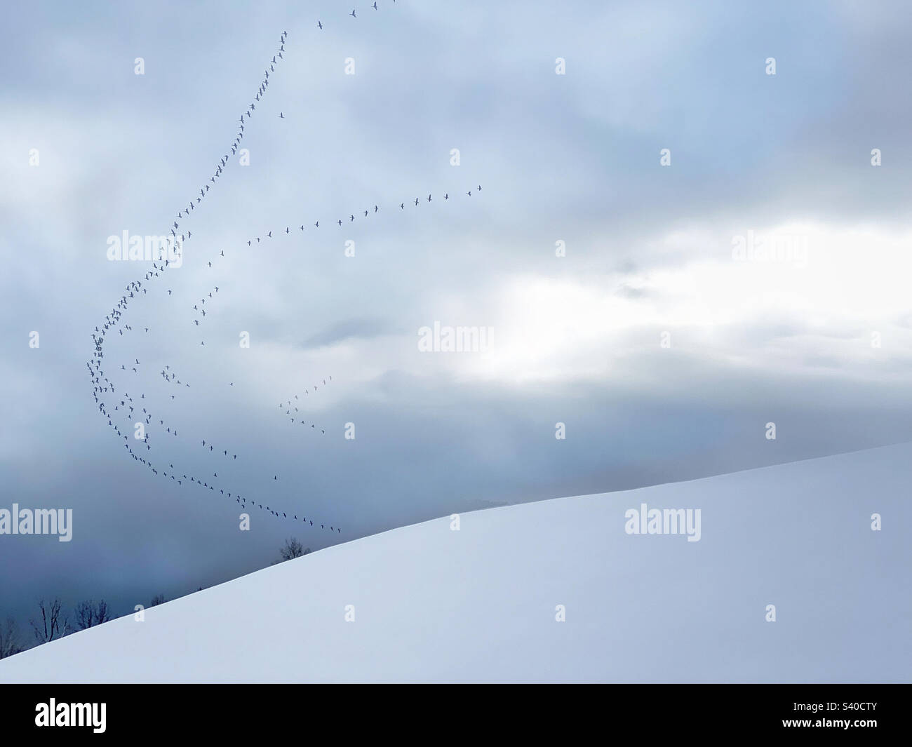 A skein of geese flying south over a winter landscape Stock Photo