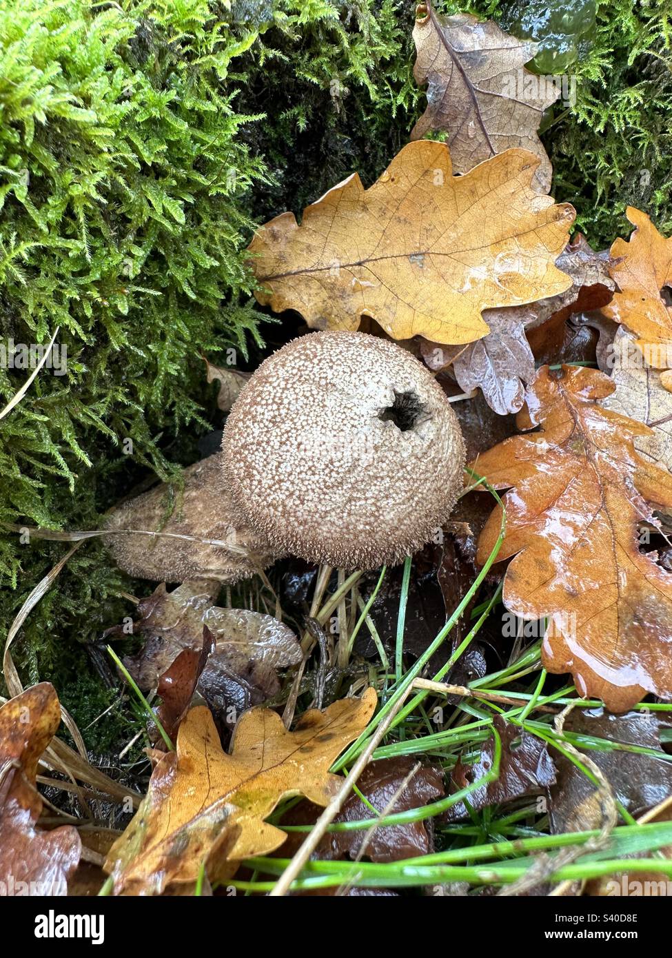 Puff Ball Fungi Stock Photo