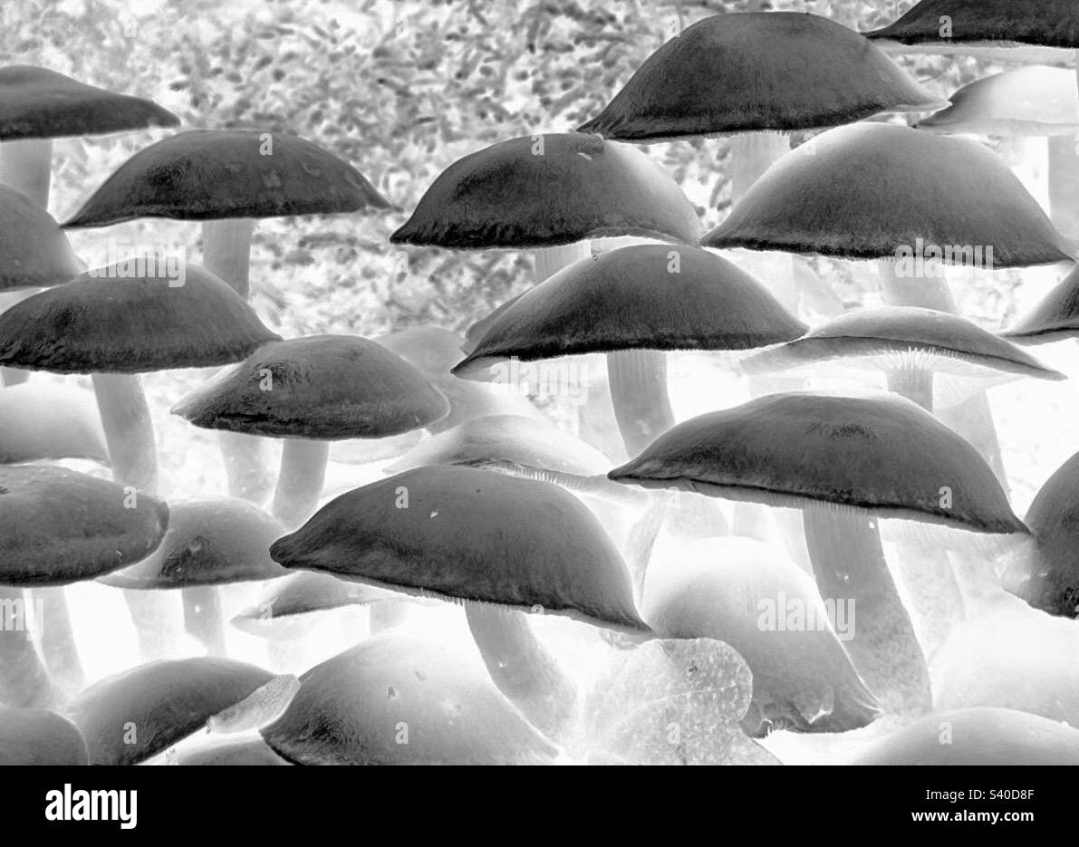 Woodland Fungi Stock Photo