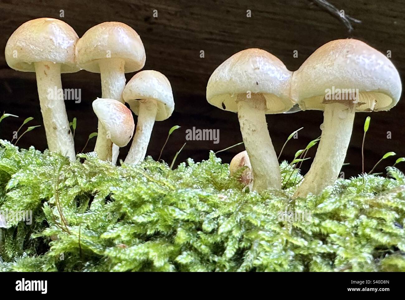 Fungi in moss Stock Photo