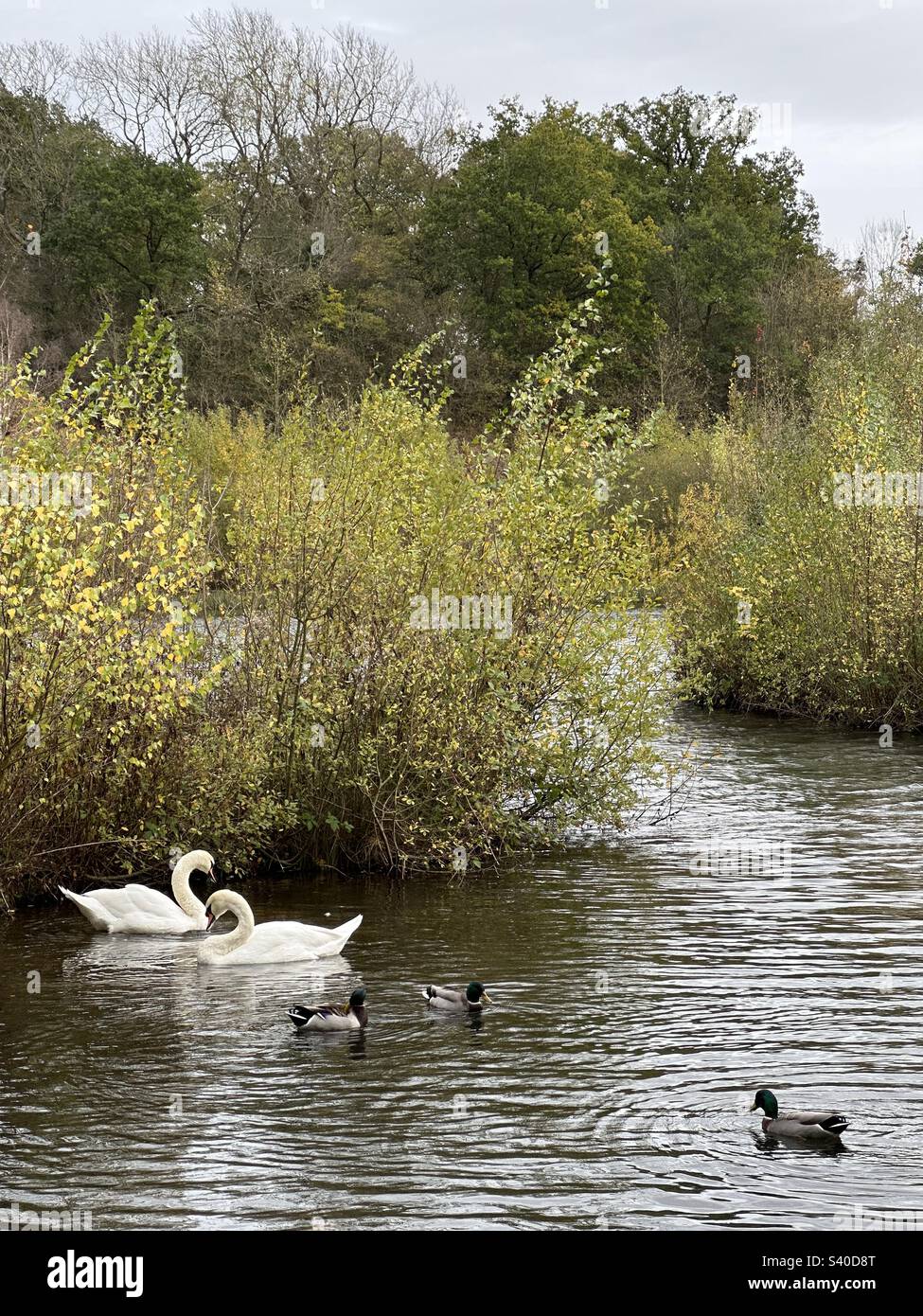 Swans on lake autumn Stock Photo