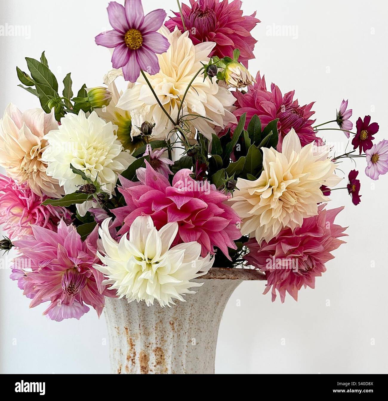 Dahlia arrangement - Smartphone Captured Stock Image