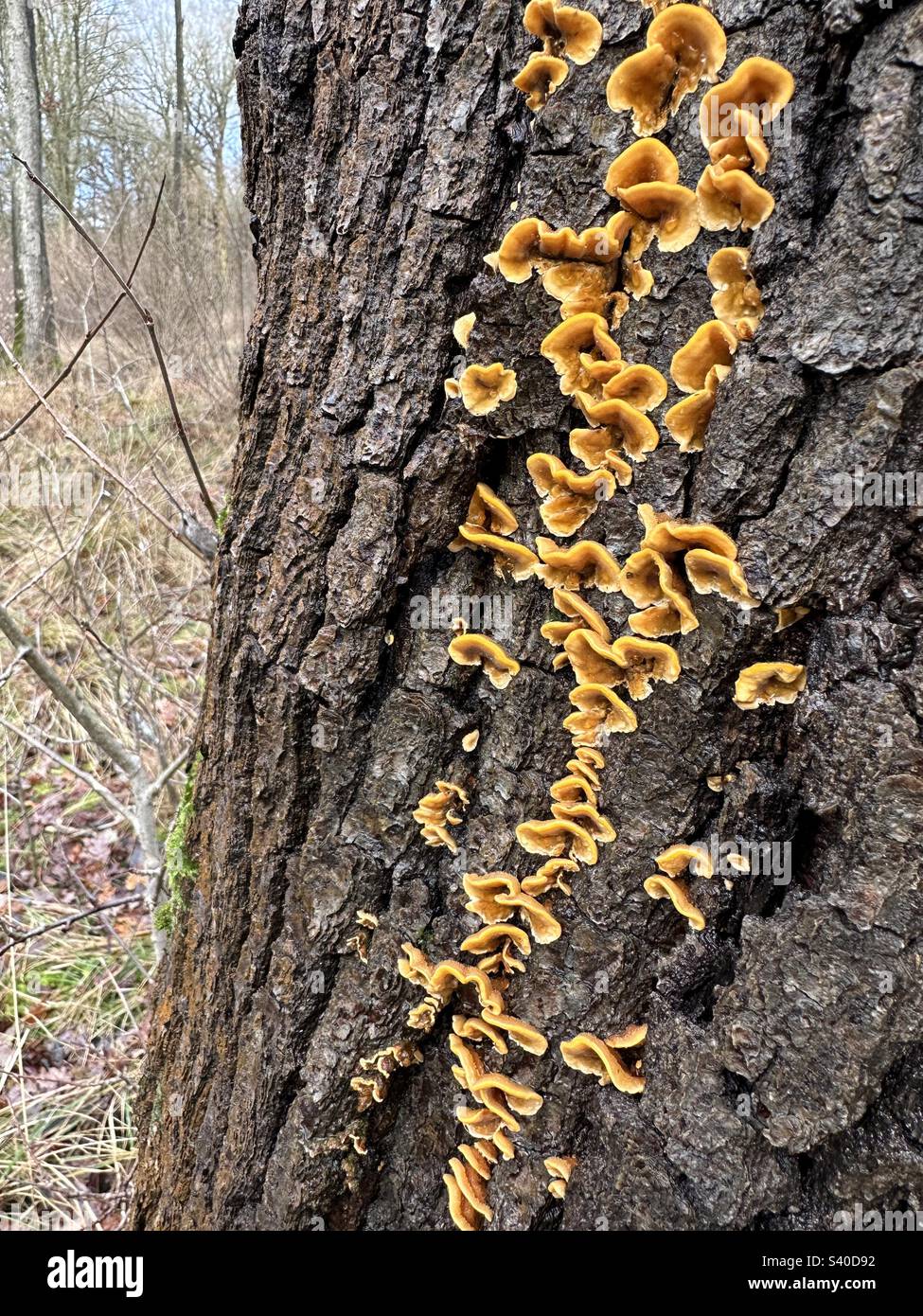 Fungi on tree Stock Photo