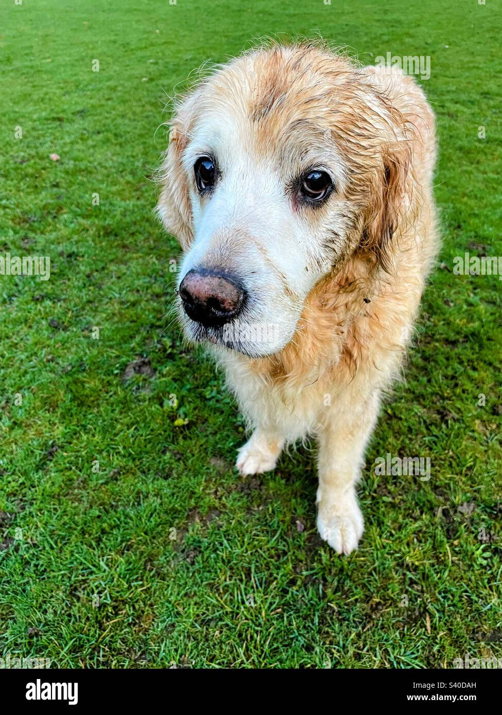 Guilty golden retriever - Smartphone Captured Stock Image