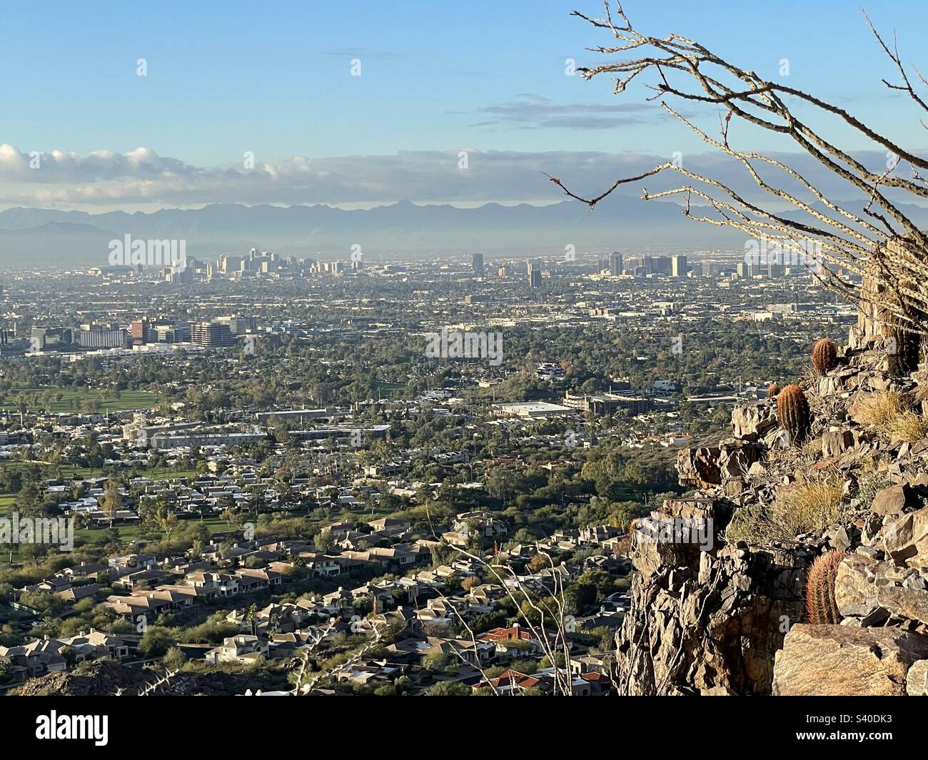 Ocotillo cactus barbs reaching for Phoenix Arizona Skyline from rocky slopes, Phoenix Mountain Preserve, small buildings and fairways of Biltmore Estates below cliff give a sense of the height Stock Photo