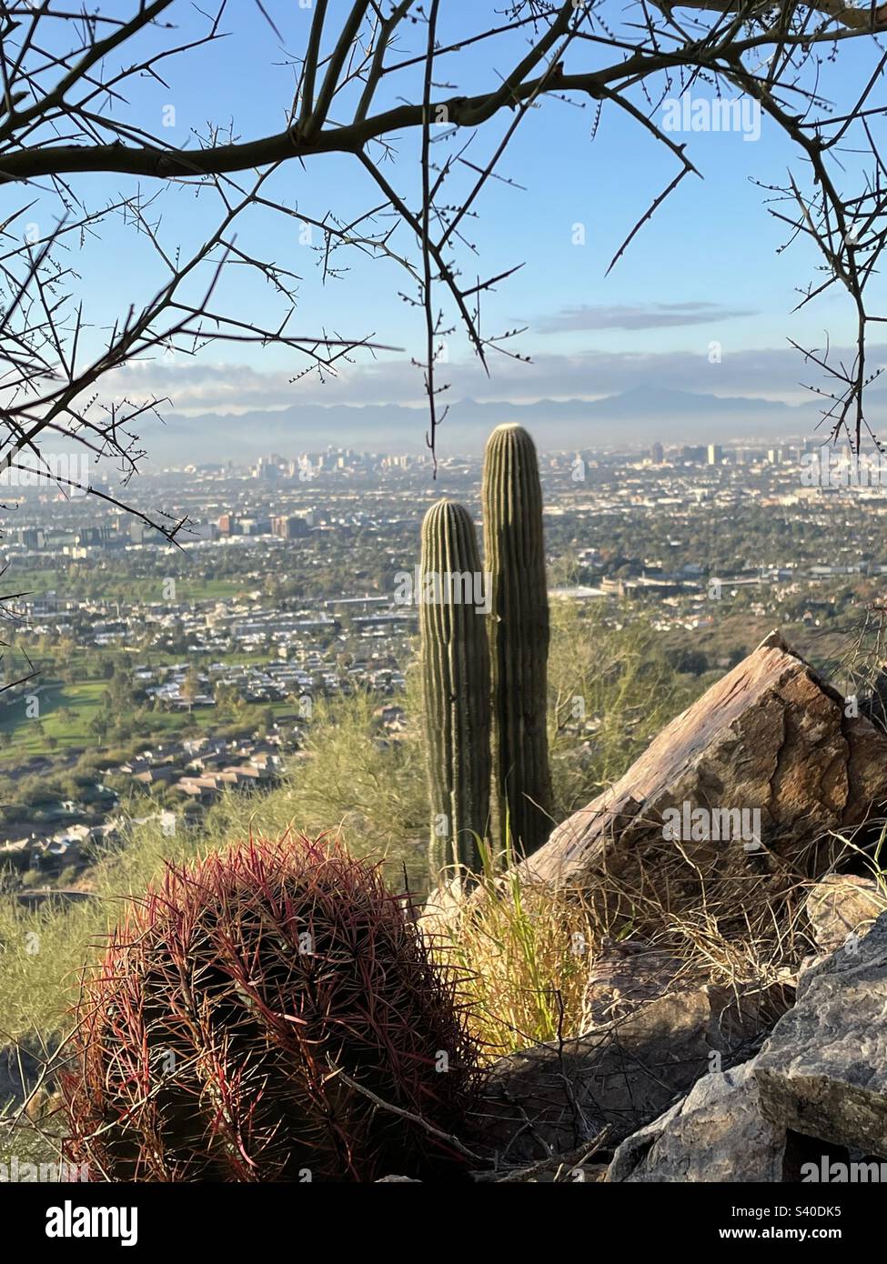 Beneath the barbs of a Palo Verde tree, a barrel cactus and saguaro cacti overlook Biltmore Estates and Phoenix AZ skyline, from Phoenix Mountain Preserve, 32nd / Lincoln Drive Trailhead Stock Photo