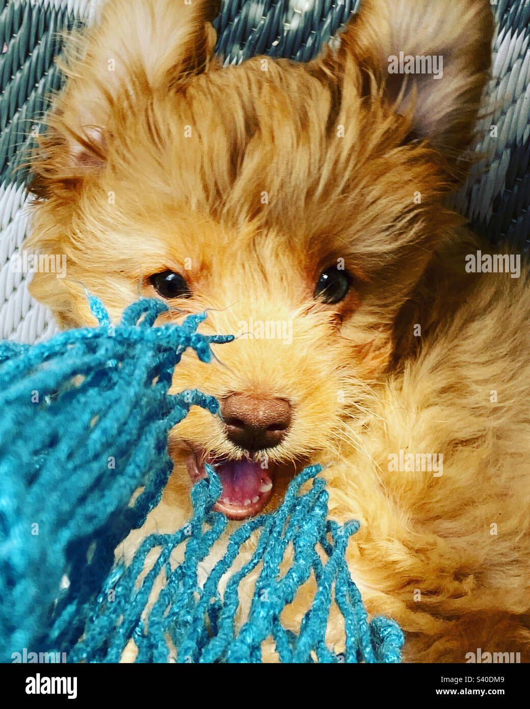 Puppy play time Stock Photo Alamy