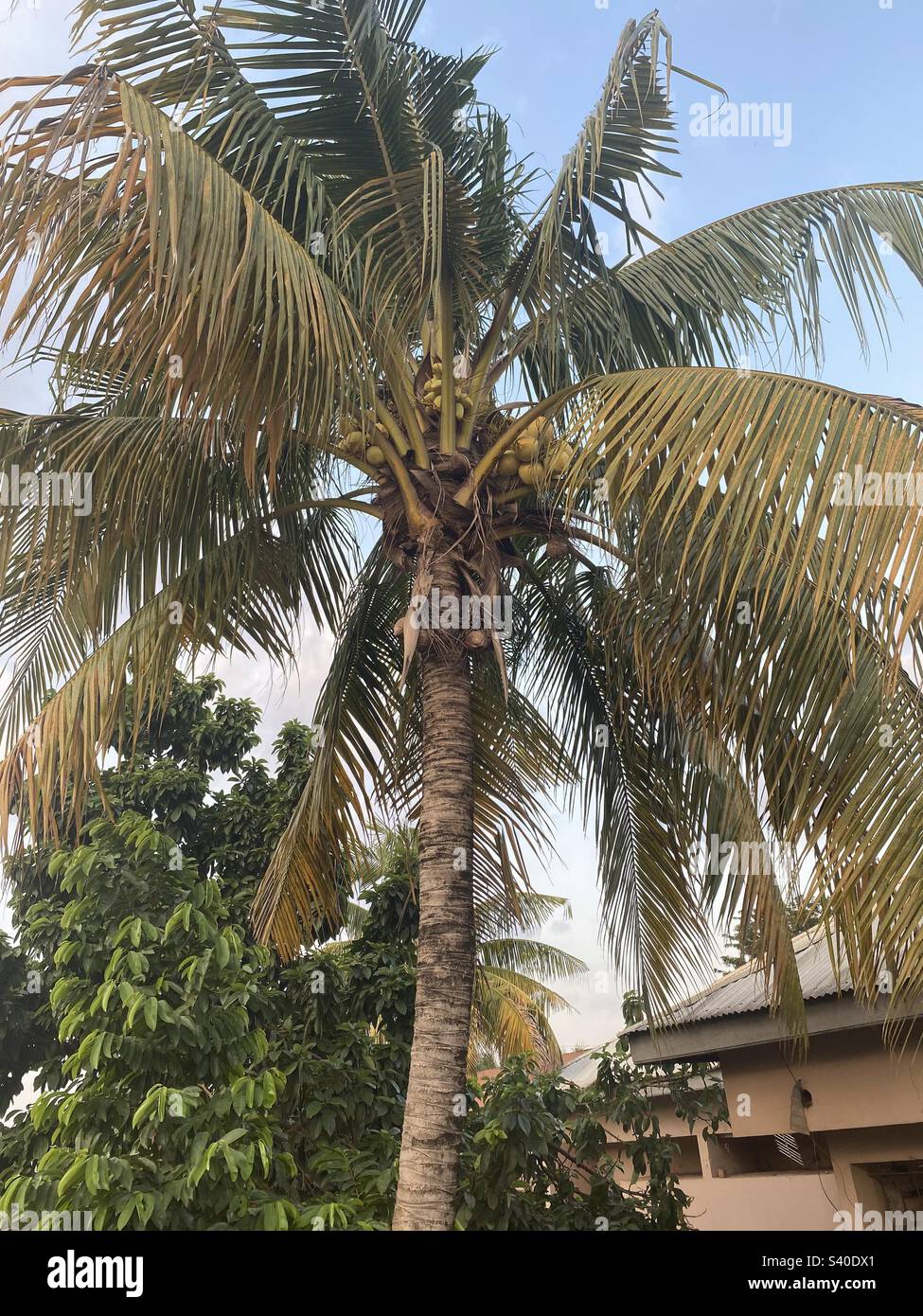 Palm tree with avocados over a compound house in Kumasi, Ghana (Ashanti), West Africa. Stock Photo