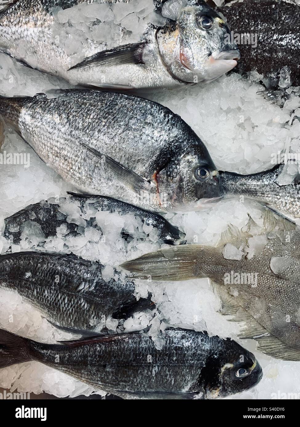 Fish in ice for sale in supermarket - Smartphone Captured Stock Image