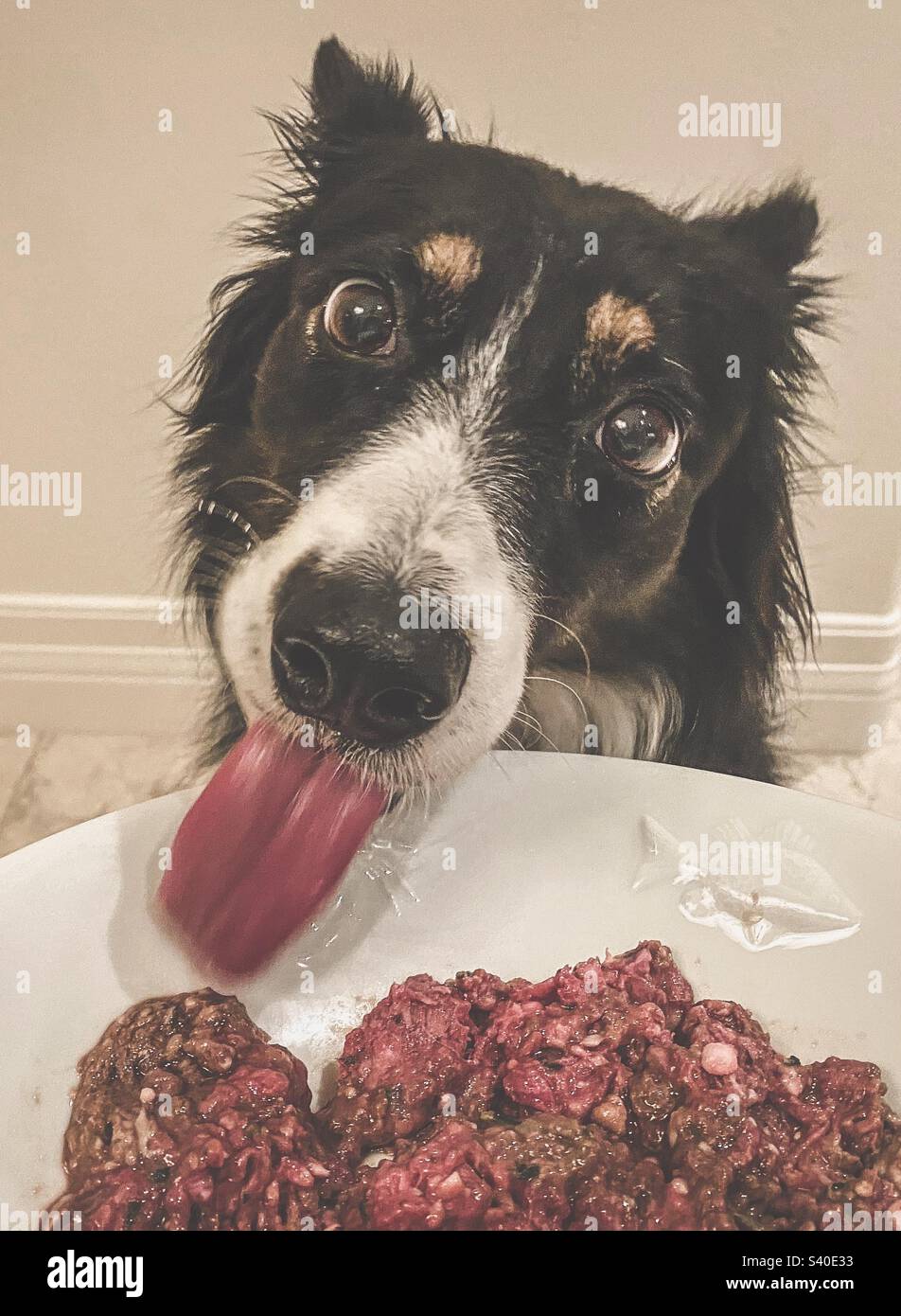 What human food can border collies eat cheap