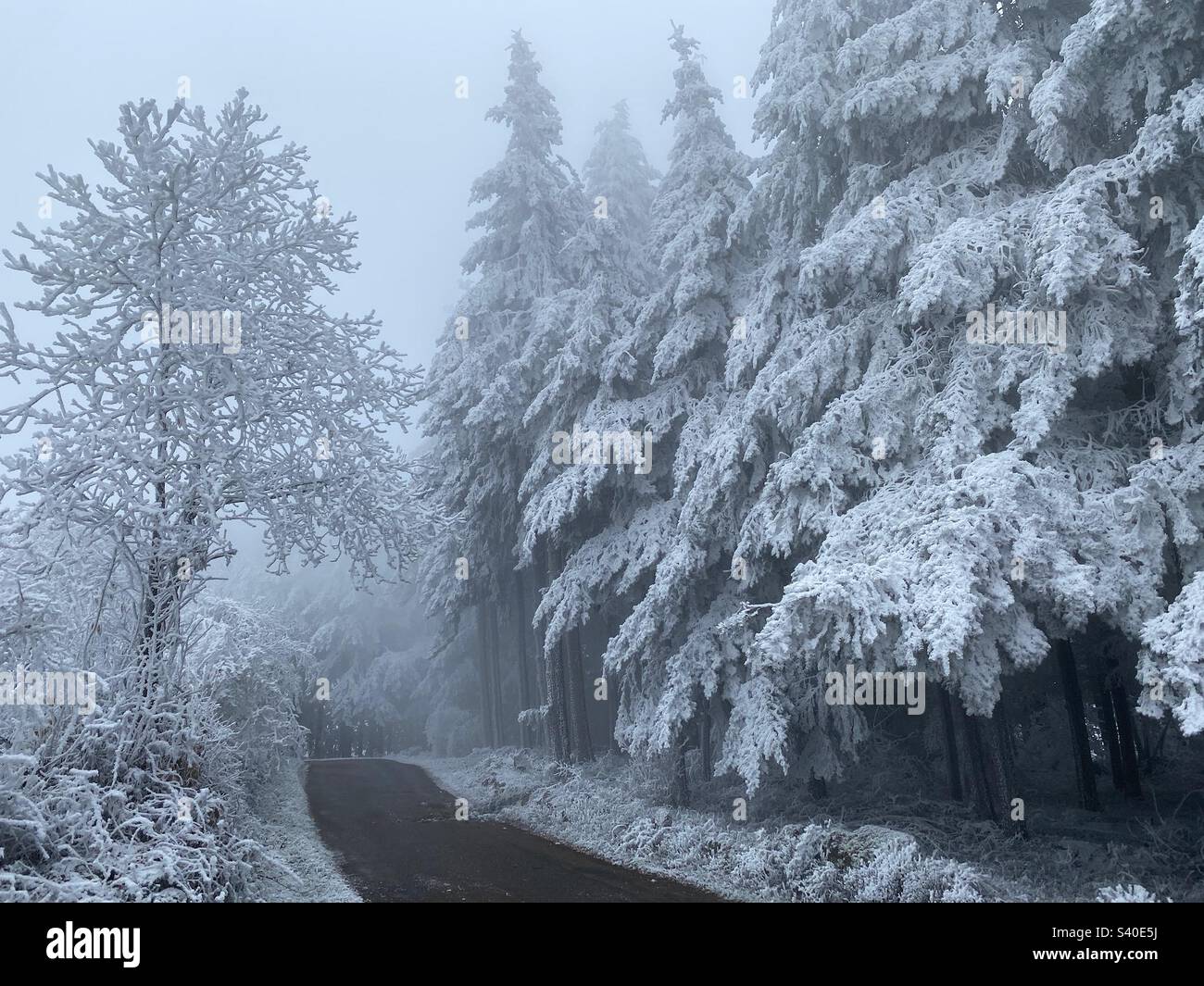 Heavy fir hi-res stock photography and images - Alamy