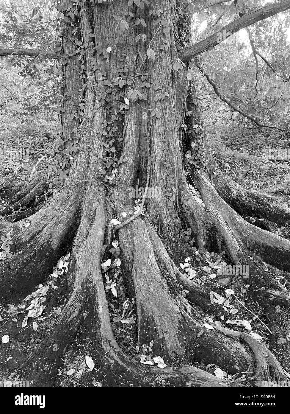 Tree trunk Stock Photo