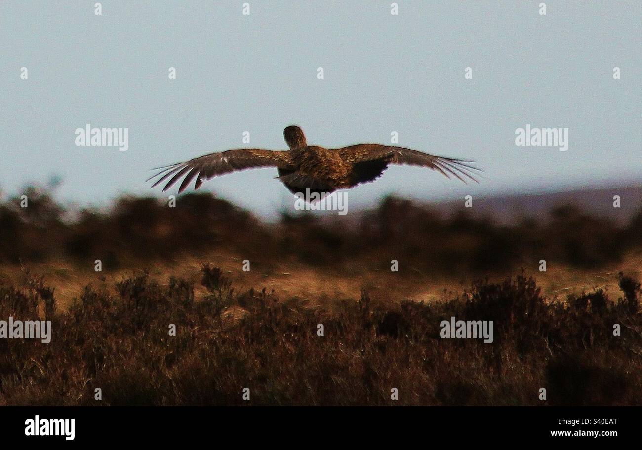 Red Grouse. Stock Photo