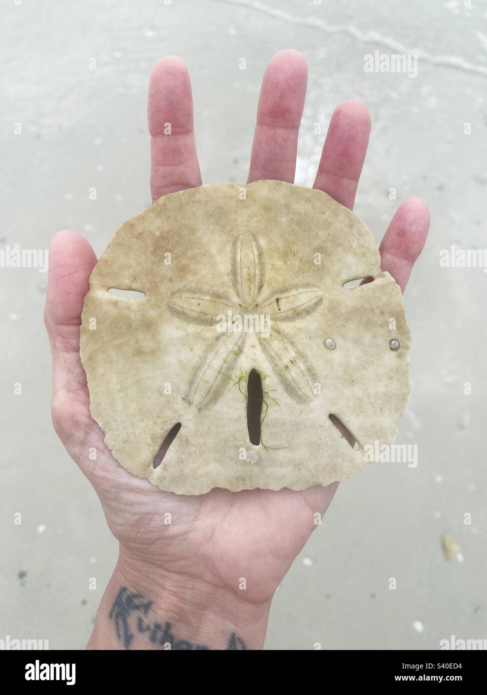 A large sand dollar in the palm of a hand, found on Dickman's Island in the Ten Thousand Islands in Florida. Stock Photo