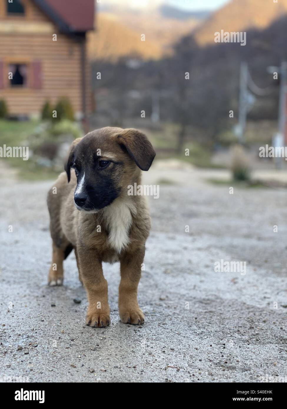 Baby dog in the mountains Stock Photo