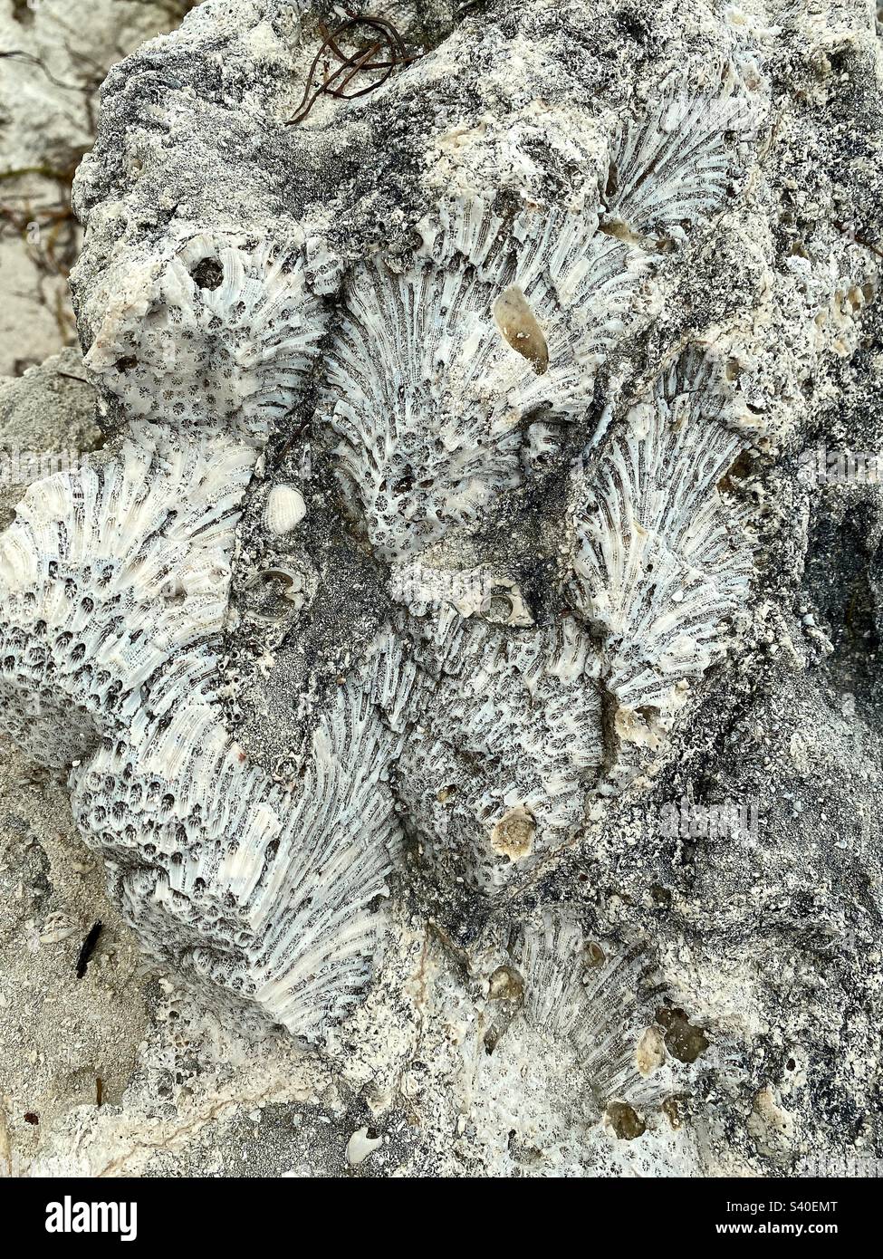 Fossilized coral in rock at Bahia Honda State Park on Big Pine Key in the Florida Keys. Stock Photo