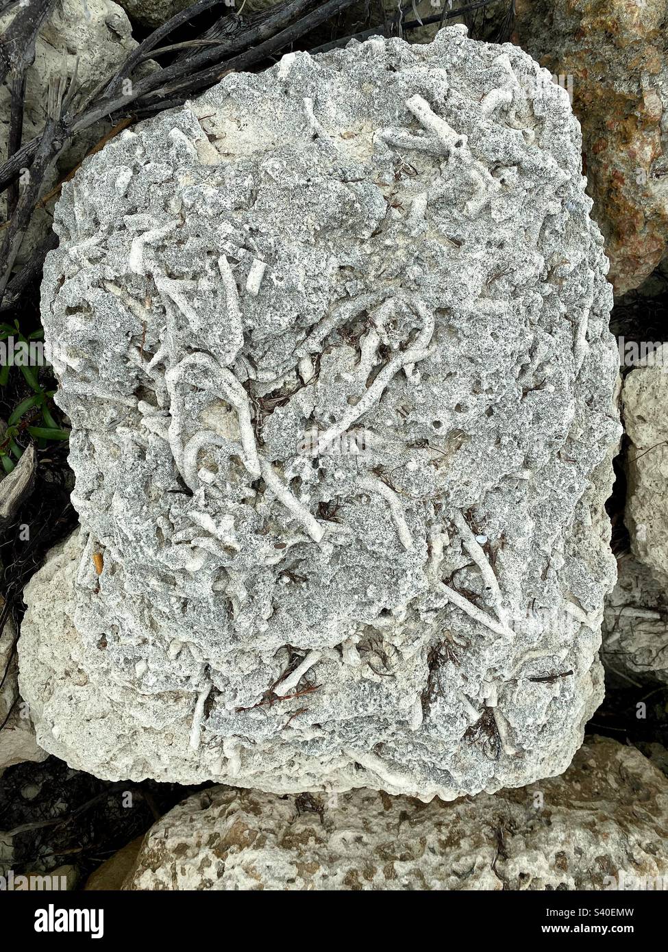 Fossilized coral at Bahia Honda State park in the Florida Keys. Stock Photo