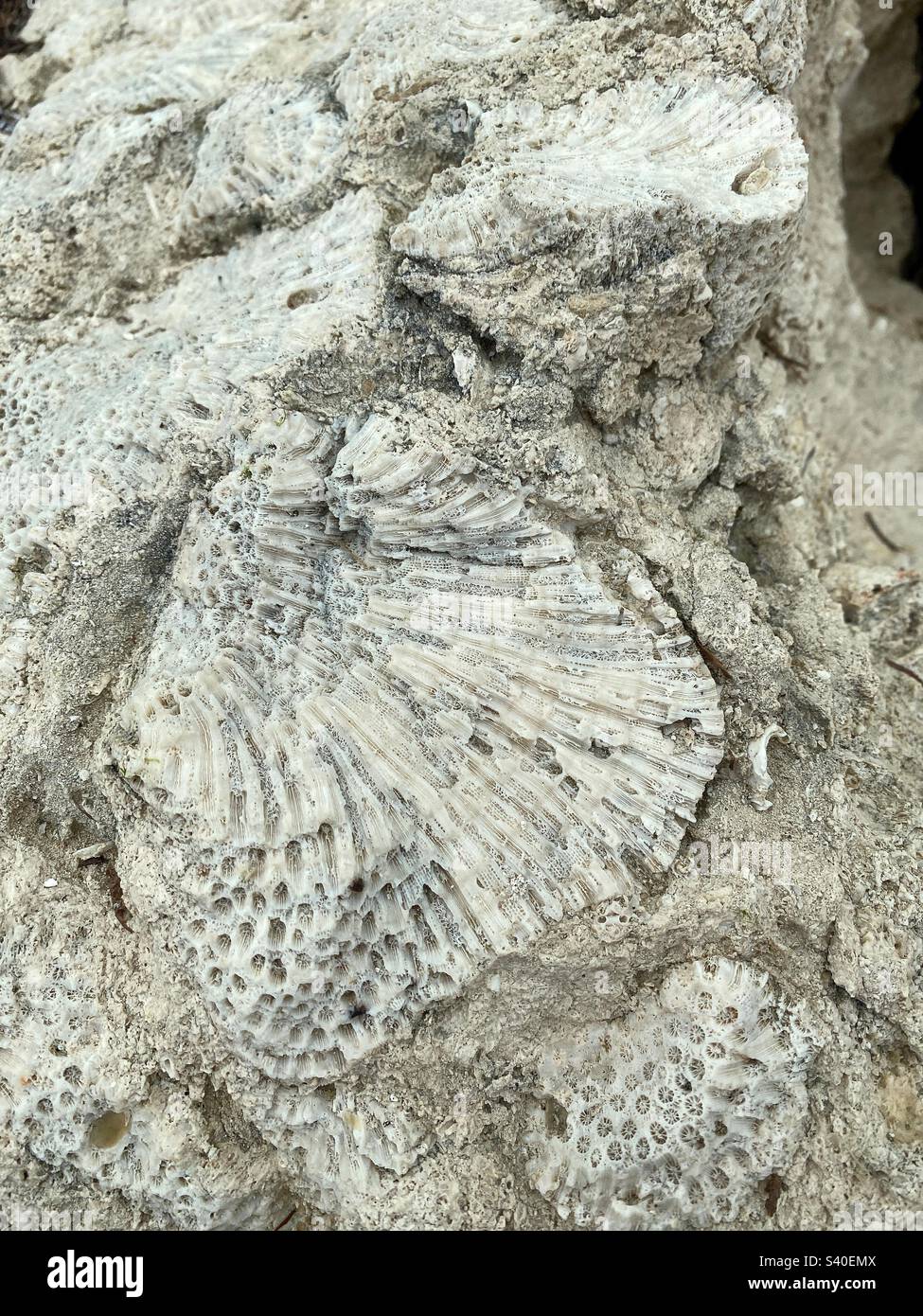 Fossilized coral at Bahia Honda state park in the Florida Keys Stock