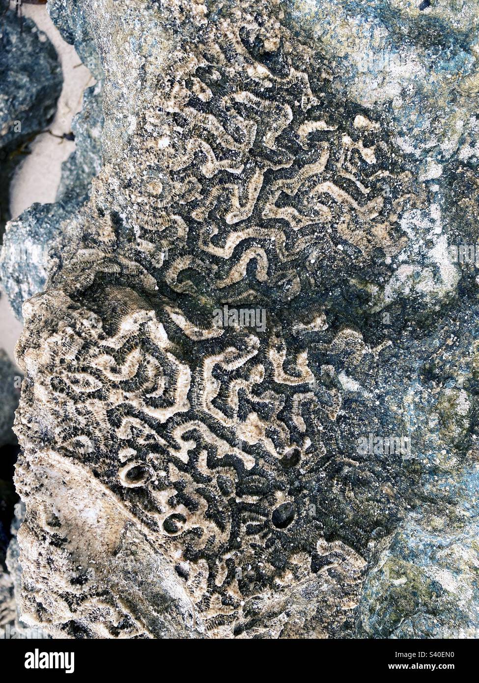 Fossilized coral at Bahia Honda state park in the Florida keys. Stock Photo