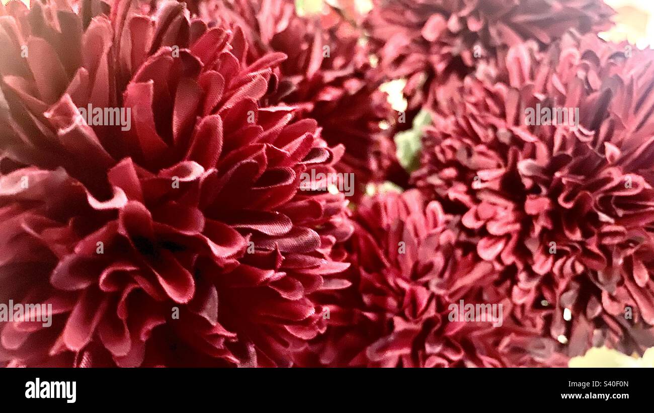 Beautiful red chrysanthemum hi-res stock photography and images - Alamy