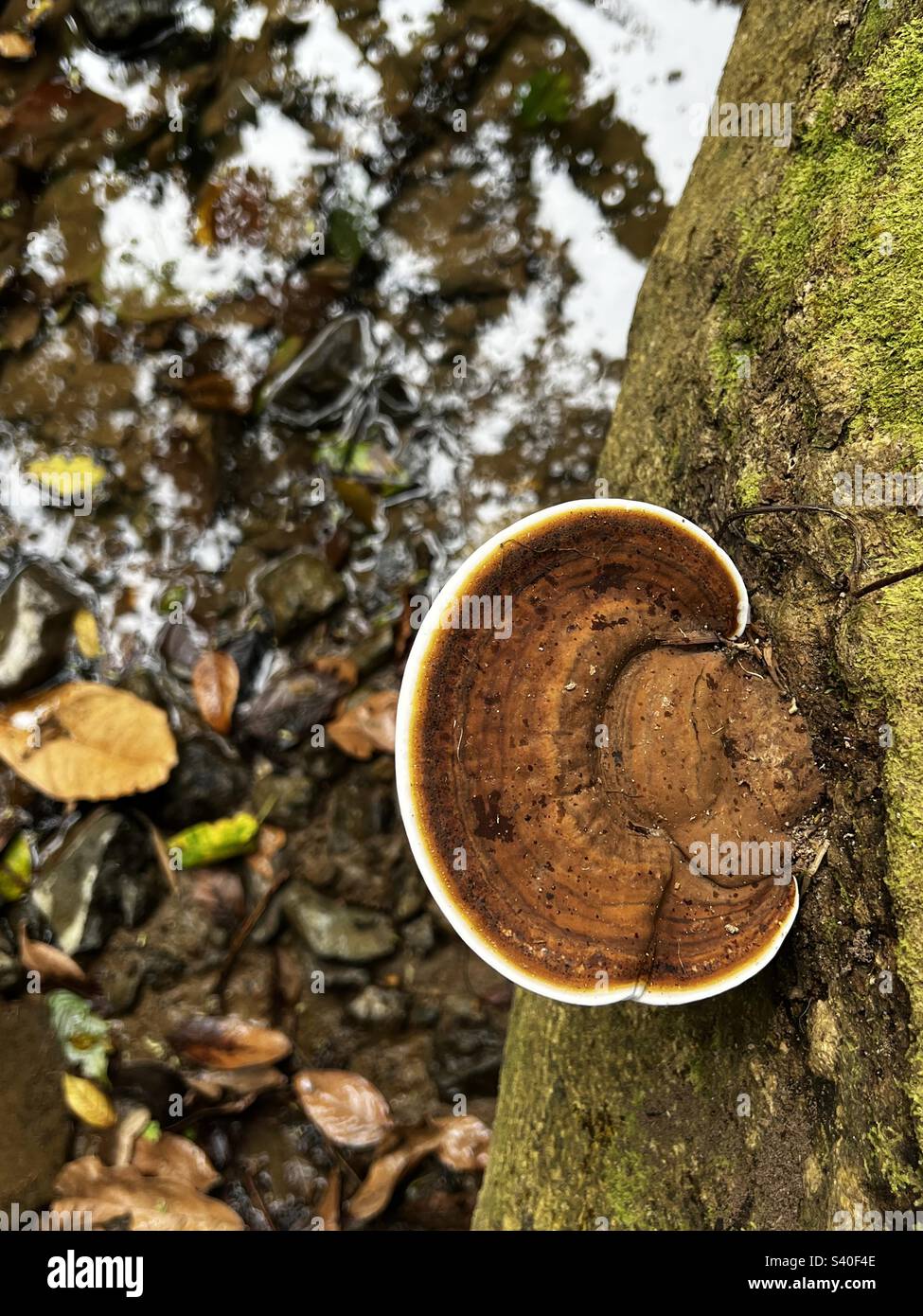 TurkeyTail Mushrooms in the rainforest of Puerto Rico Stock Photo Alamy