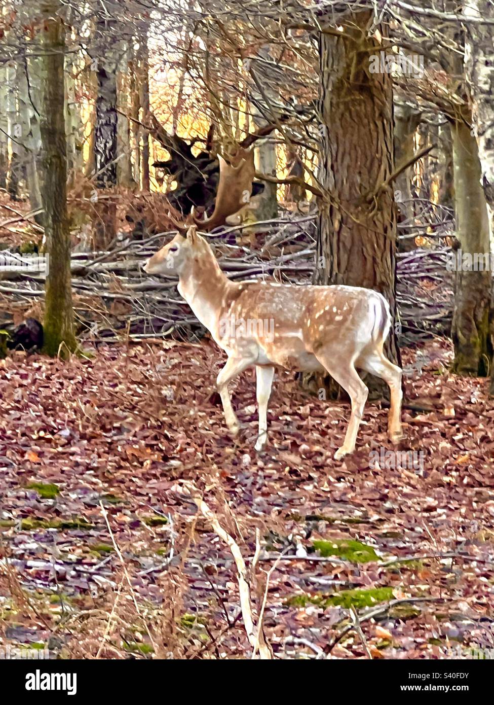 Wild male buck fallow deer (Dama Dama) with antlers in the woods at