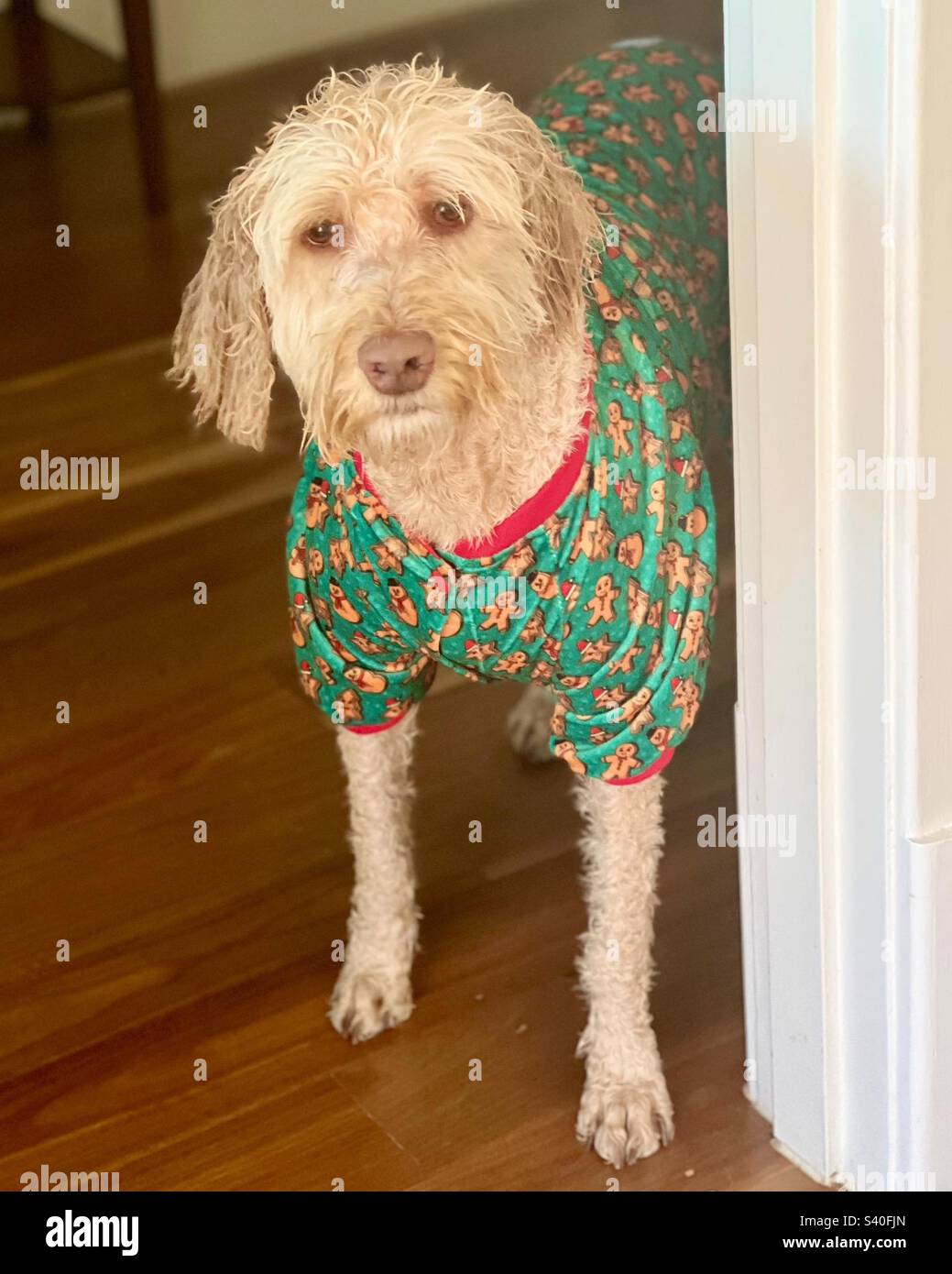 New pajamas labradoodle dog family pet pet Stock Photo Alamy