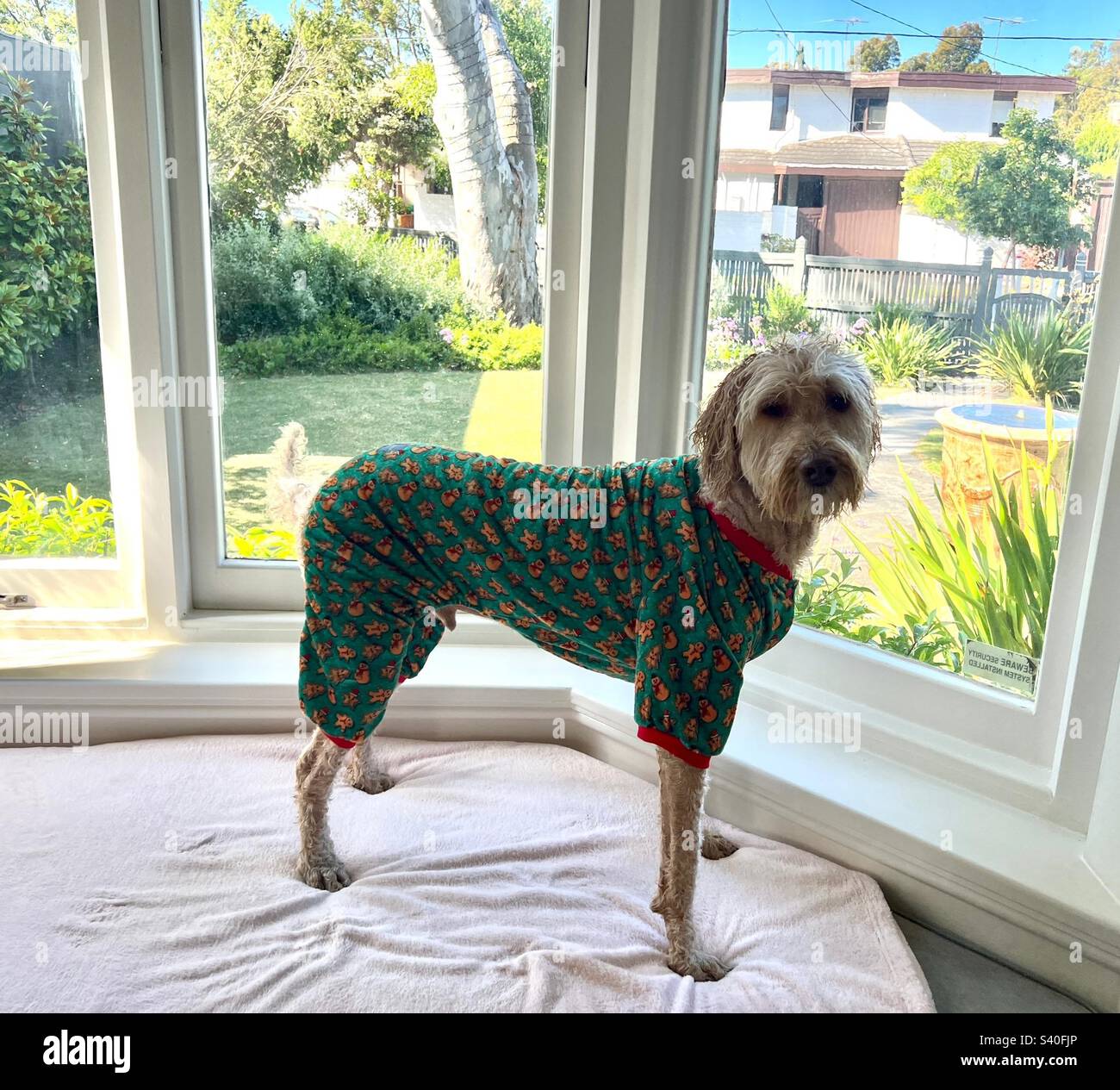 Labradoodle pajamas store