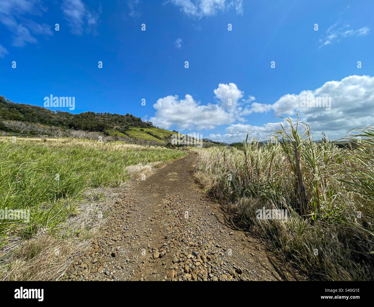 Hiking paths through fields of sugar cane, Grand River South East, Mauritius - Smartphone Captured Stock Image
