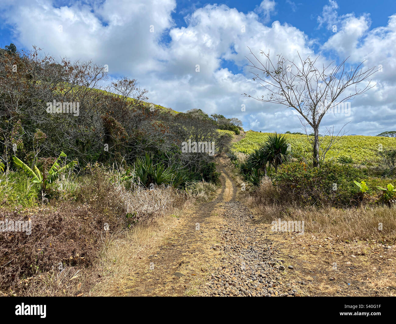 Hiking paths through fields of sugar cane, Grand River South East, Mauritius - Smartphone Captured Stock Image