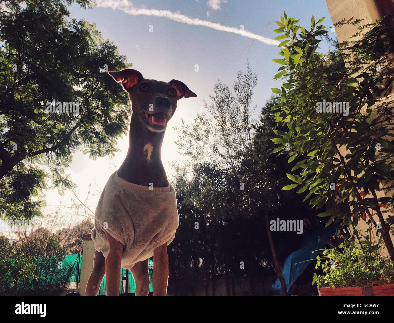 Italian greyhound photographed from low angle - Smartphone Captured Stock Image