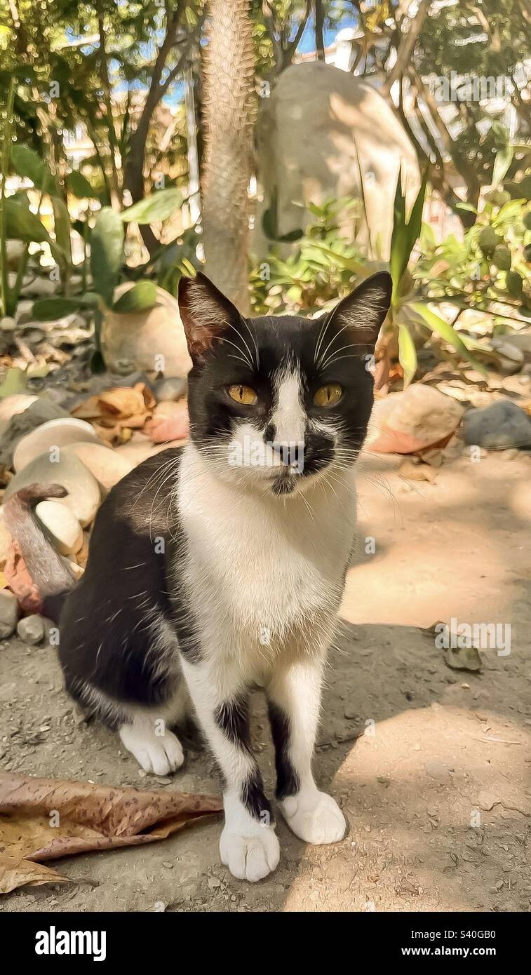 This bicolored street cat has an interesting colouring pattern. - Smartphone Captured Stock Image