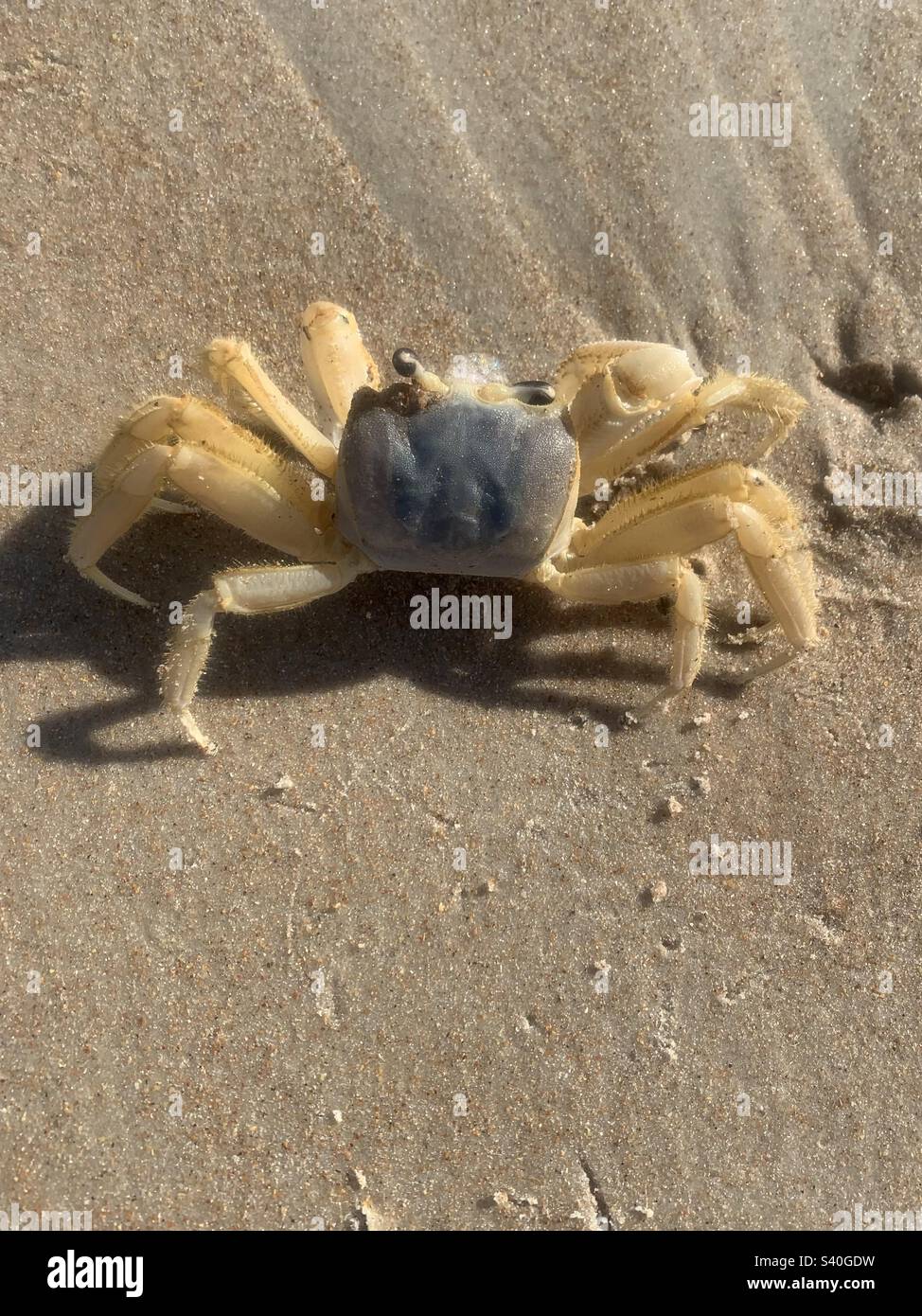 Crab in the sand on Ormond Beach Stock Photo Alamy