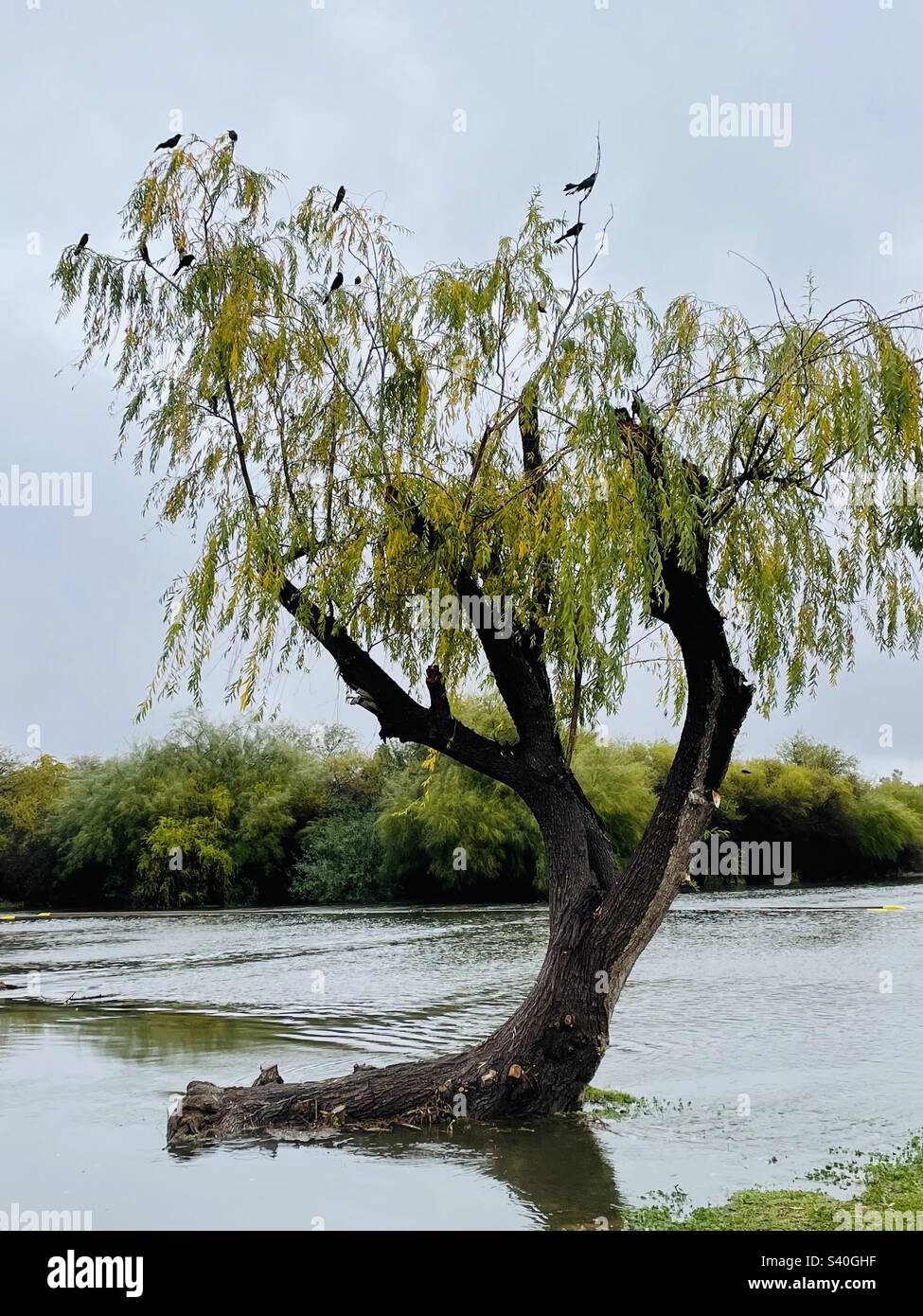 Grackles grasping wispy willow branches amidst stormy floodwaters Stock Photo