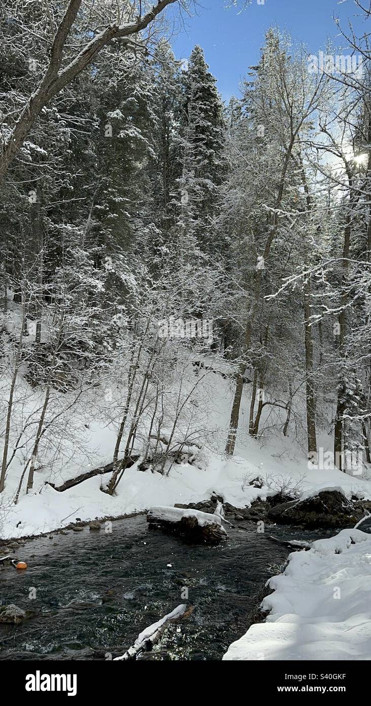 Stream in a forest hi-res stock photography and images - Alamy