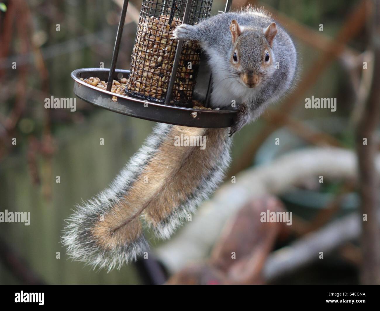 Squirrel swinging on bird feeder Stock Photo Alamy