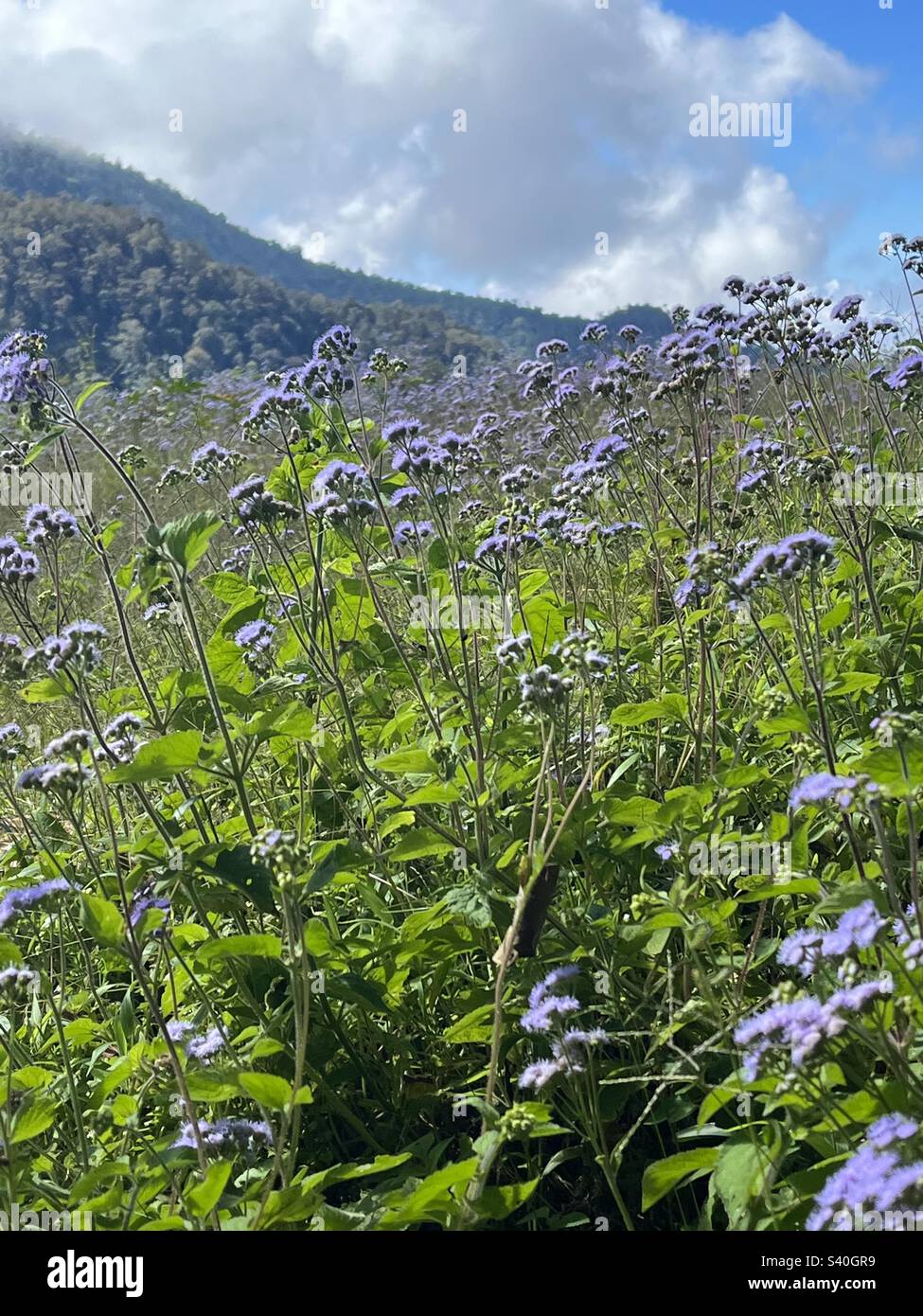 Blue purple wildflowers hi-res stock photography and images - Alamy