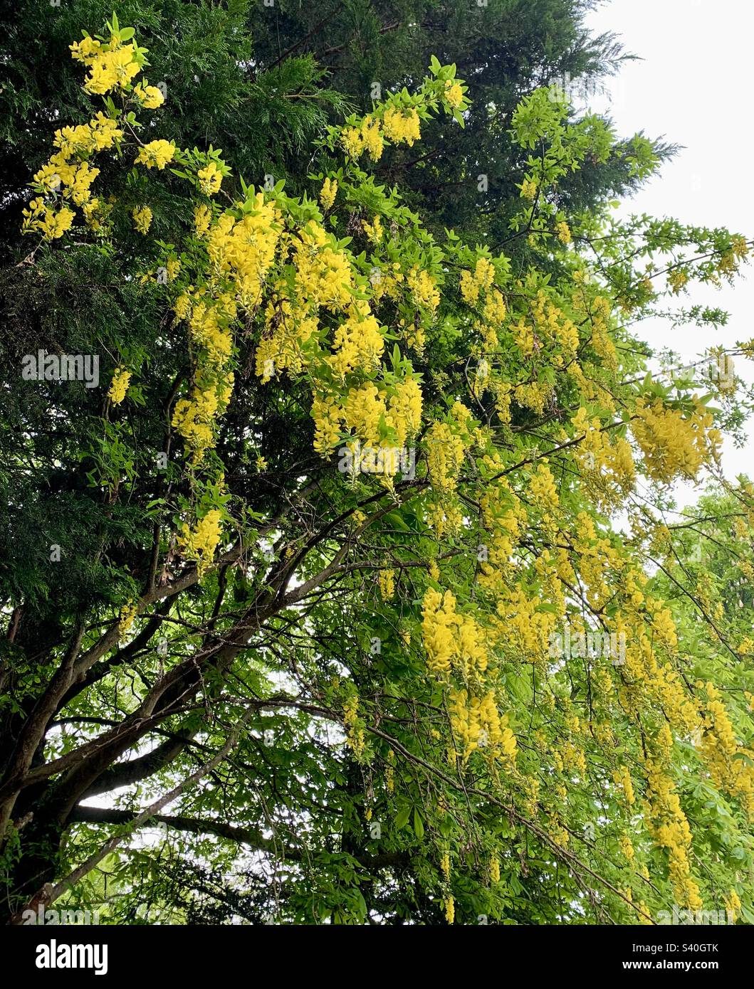 Yellow laburnum tree Stock Photo Alamy