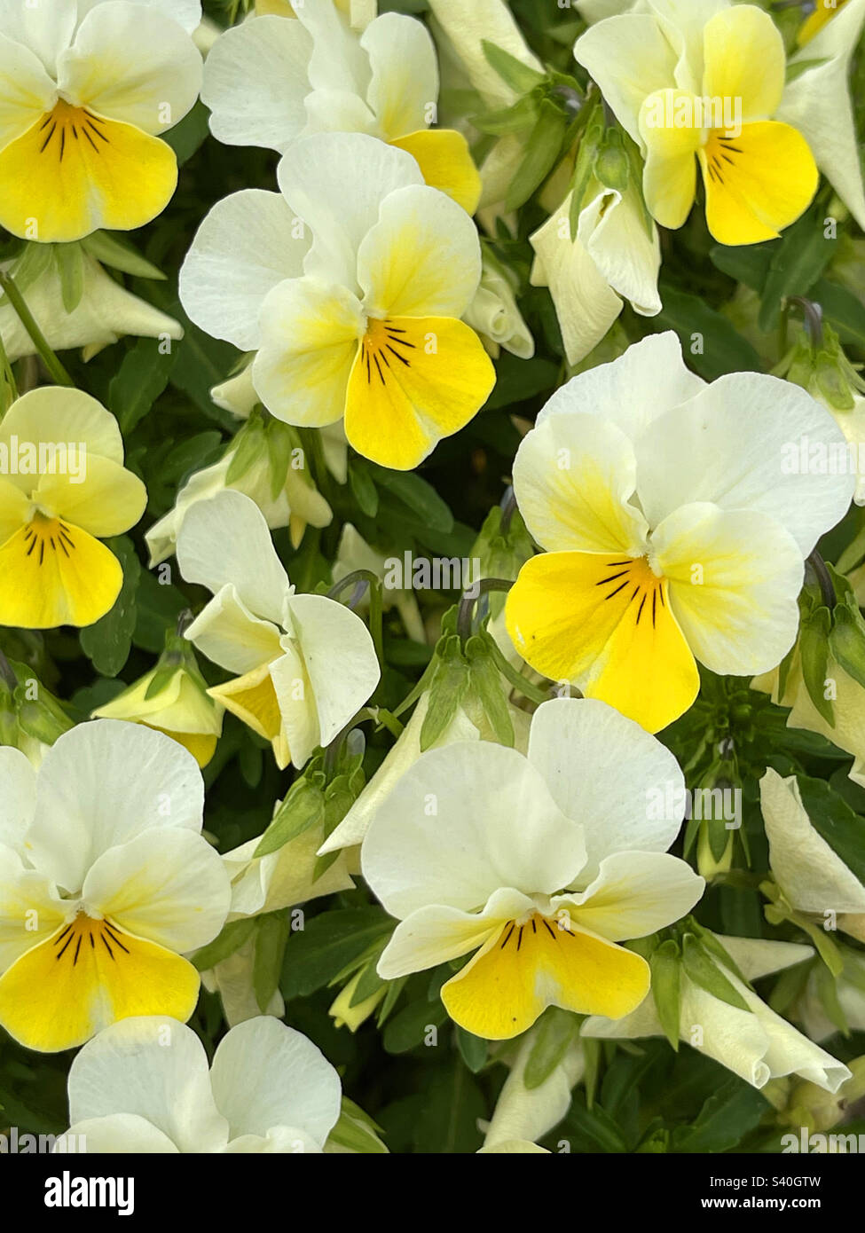 Yellow pansy flowers. - Smartphone Captured Stock Image