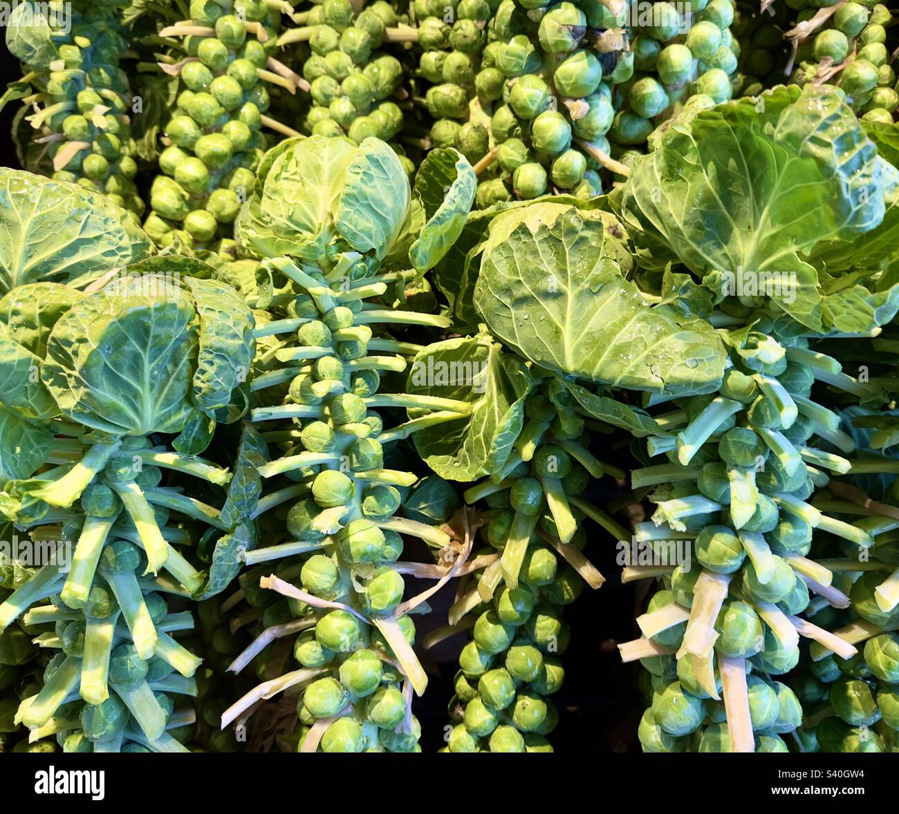 Brussel sprouts on the stem for sale in a local Worcestershire farm ...