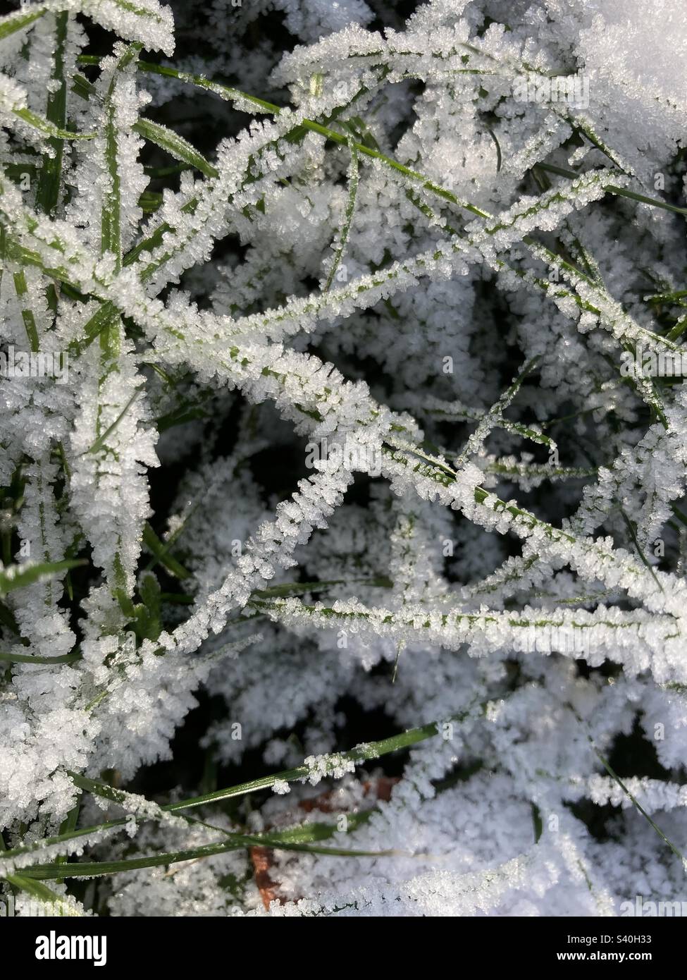 snow and frost on blades of grass - Smartphone Captured Stock Image snow and frost on blades of grass - Smartphone Captured Stock Image