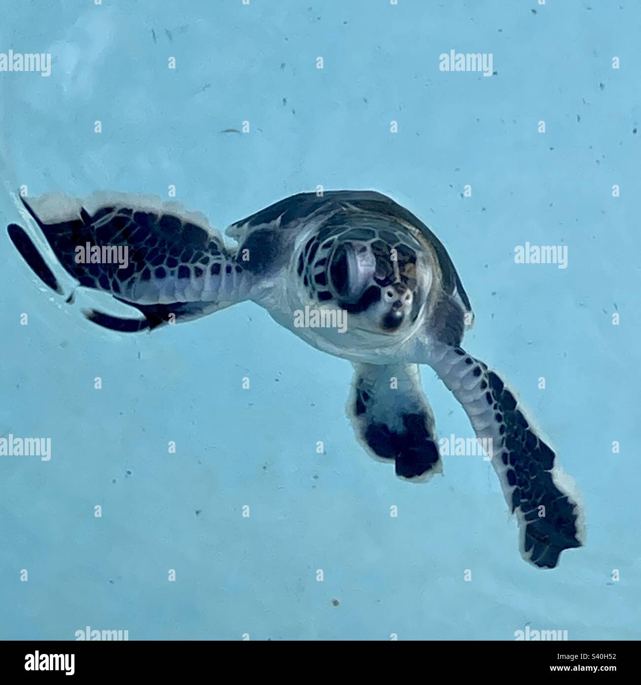 A loggerhead turtle hatchling swimming at turtle hospital in Juno beach, fl - Smartphone Captured Stock Image